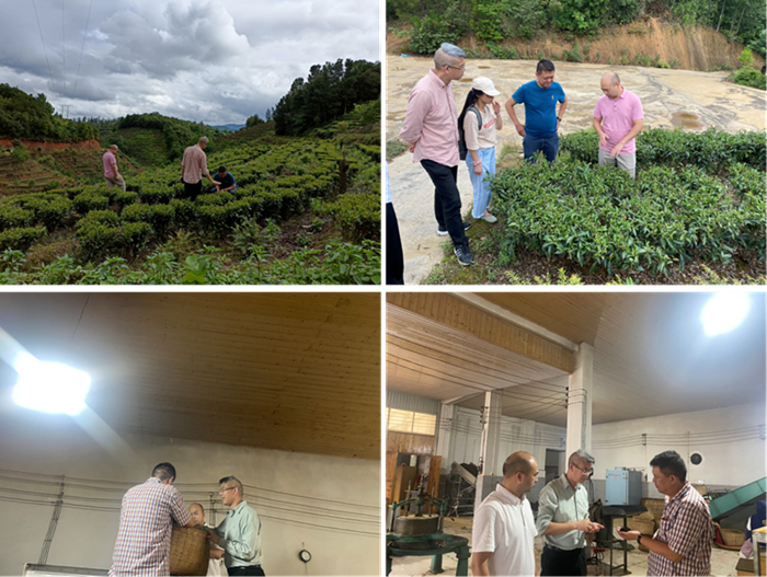 黄色网址
茶叶专家服务团在茶园和茶叶加工厂进行指导_副本.png